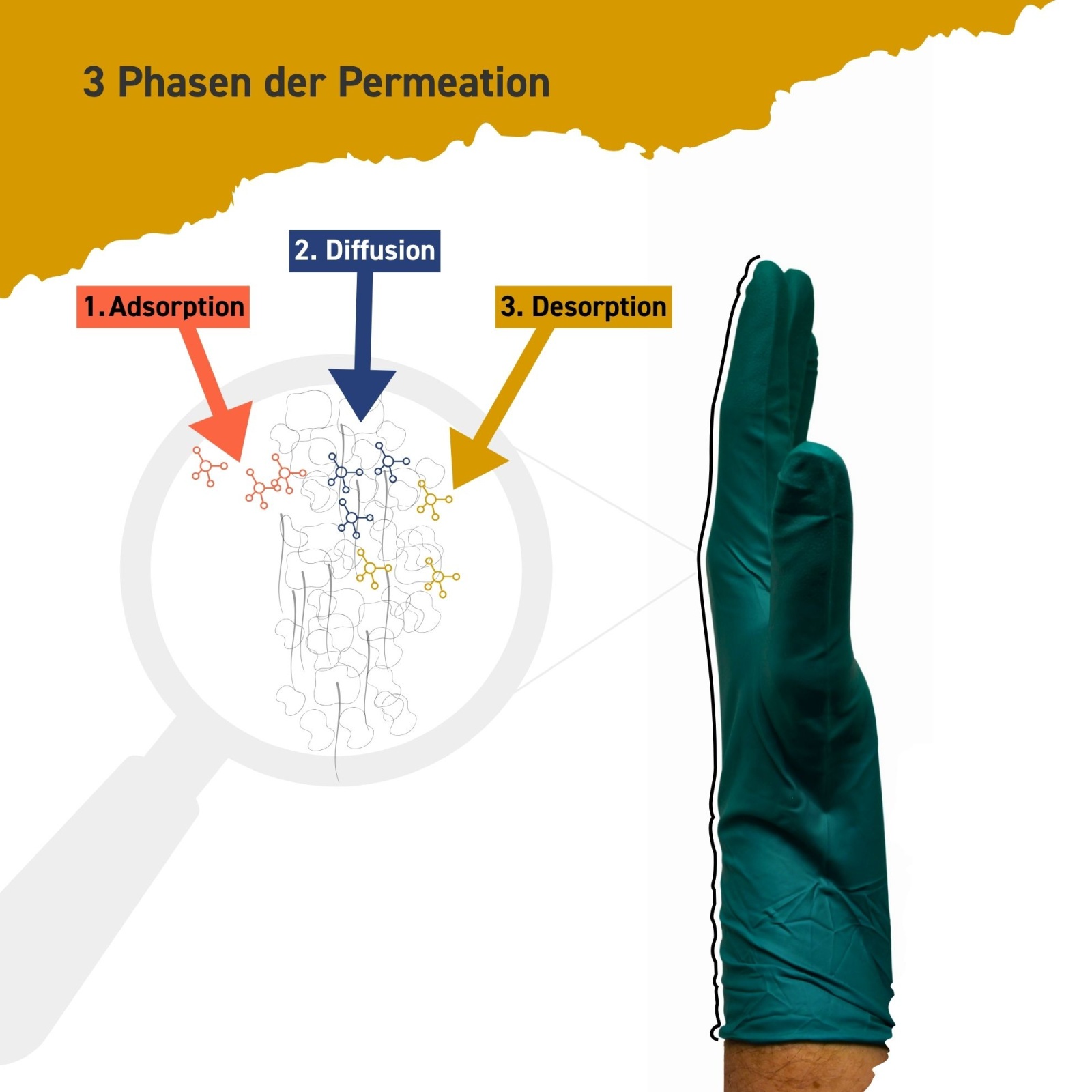 Bildliche Darstellung der 3 Phasen der Permeation bei Chemikalienschutzhandschuhen